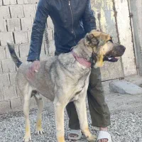 سگ دهن پاک|سگ|کوزران, |دیوار