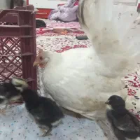 مرغ پاکوتاه با جوجه هاشون