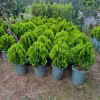 مزرعه گل و گیاه