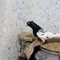 کبوتر بازیکن