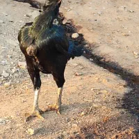 تعداد مرغ خروس لاری اصل