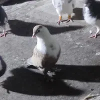 مخمل|پرنده|شیراز, سعدیه شمالی|دیوار