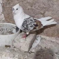 پلنگ پرشتی خوشتیپ