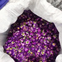 گل محمدی