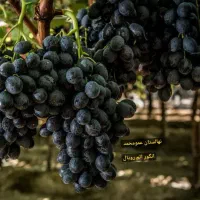 پسته پیوندی/ نیگرا/ بادام تونو/ فرانسیس|خدمات باغبانی و درختکاری|تفرش, |دیوار