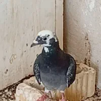 کبوتر|پرنده|خورموج, |دیوار