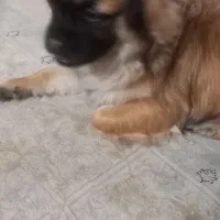 سگ ماده  ۷ ماهه