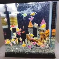 کالر معاوضه با گوپی نژاد دار خوشگل