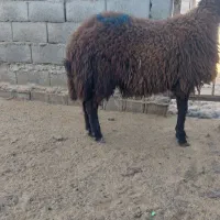 قوچ هترو هیکل دار