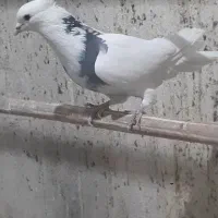 کفتر دولاب تن کردنی|پرنده|تهران, آهنگ|دیوار