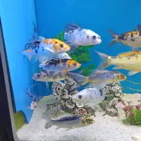 فروش آکواریوم|ماهی|زاهدان, |دیوار