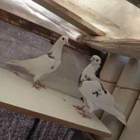 کفتر زردی ماهرو ابلغ تیکه پاره|پرنده|تهران, فرمانیه|دیوار