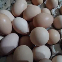 تخم مرغ محلی