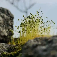 آموزش عکاسی با دوربین حرفه ای،آماتور و موبایل