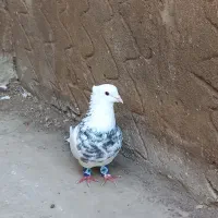 طوقی هفت رنگ