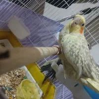 3 عدد عروس هلندی با قفس