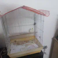 یک عدد مرغ عشق باقفس ولوازم دون خوری وآب خوری