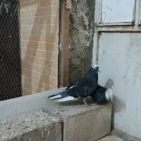 کبوتر  سیمین شهر|پرنده|سیمین شهر, |دیوار