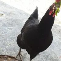 خروس جوان و مرغ تخم گذار سیاه