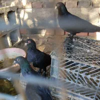 کبوتر زاغ سیستان|پرنده|خاش, |دیوار