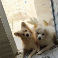 واگذاری سگ اشپیتز