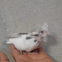 جوجه عروس هلندی و قناری