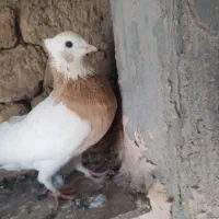 طوقی هفت رنگ. به شرط تخم جوجه|پرنده|سبزوار, امیر کبیر|دیوار