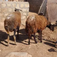 دو عدد ورن افشار جوان|حیوانات مزرعه|کوهدشت, |دیوار