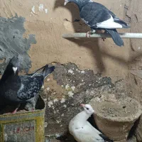 جوجه نر قره پلنگ ماده سار ننه بابا موجود در فیلم