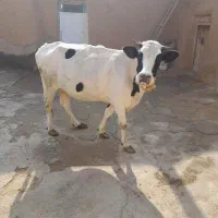 یک راس گاو|حیوانات مزرعه|بیجار, |دیوار