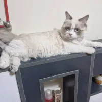 گربه پرشین هیمالین