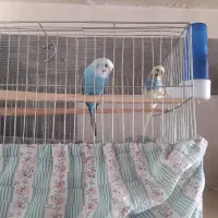 فروش یک جفت مرغ عشق