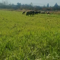 گوسفند زنده رومانوف|حیوانات مزرعه|امامزاده عبدالله, |دیوار