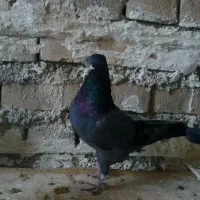 کبوتر|پرنده|آبدانان, |دیوار