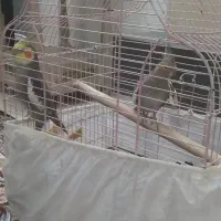 عروس هلندی بالغ|پرنده|اطاقور, |دیوار