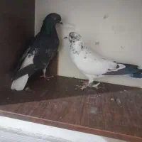 کفتر خوب|پرنده|مشکین‌دشت, |دیوار