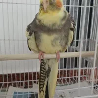 عروس هلندی ماده