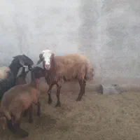 قوچ شیشک