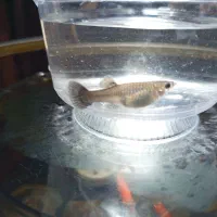 ماهی،گوپی،آکواریوم،لوازم آکواریوم،حلزون|ماهی|مهاجران, |دیوار