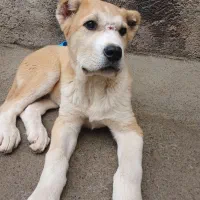 سگ خراسانی اصلی