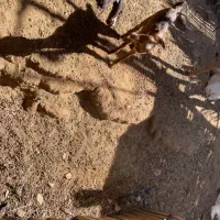 حیوانات|حیوانات مزرعه|توکهور, |دیوار