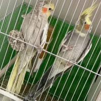 عروس هلندی و مرغ عشق