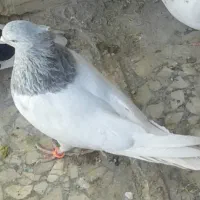 چند جفت کبوتر فروشی