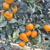 فروش سر درختی باغ پرتقال و نارنگی و پچ|فروش دفتر صنعتی، کشاورزی، تجاری|نوکنده, |دیوار