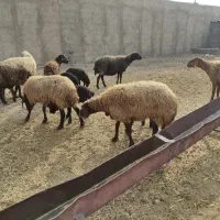 حیوانات مزرعه|حیوانات مزرعه|شاهرود, |دیوار