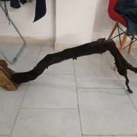 چوب آکواریوم