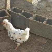 مرغ گلین و مینیاتوری و محلی