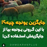 خوراک طلایی مانا طب بیستون