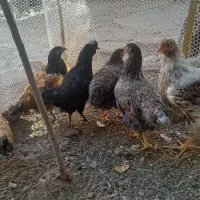 ویاندوت،وروک.لاکنزی،گلپایگان|حیوانات مزرعه|مشهد, ویلاشهر|دیوار