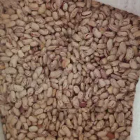 لوبیا چیتی درجه۱ شیراز